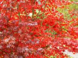 Acer - Japanes maple red and orange foliage